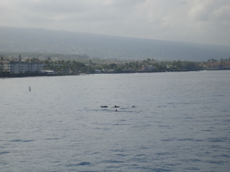 Pod of Dolphins in Kona
